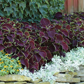 Колеус гибридный (Coleus x hybrida) Premium Sun Chocolate Mint, 3 драже