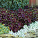 Колеус гибридный (Coleus x hybrida) Premium Sun Chocolate Mint, 3 драже
