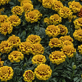 Бархатцы отклоненные (Tagetes patula F1) Super Hero Yellow Bee, 10 шт очищ.семян