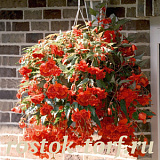 Big pack Бегония Begonia tuberhybrida Illumination® Orange, 20 драже