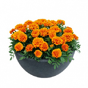 Бархатцы отклоненные (Tagetes patula F1) Super Hero Orange Flame, 10 шт очищ.семян