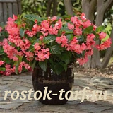 Бегония гибридная (Begonia interspecific) Megawatt Rose Green Leaf, 3 драже