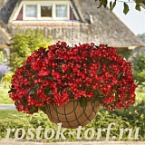 Бегония гибридная (Begonia x hybrida) Hula™Red , 3 драже