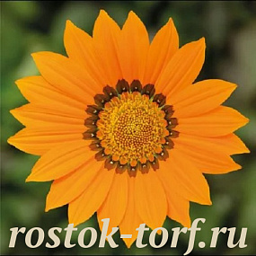 Гацания жестковатая (Gazania rigens F1) Kiss Orange, 5 шт семян