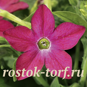 Табак крылатый (Nicotiana alata) Saratoga Rose, 10 драже