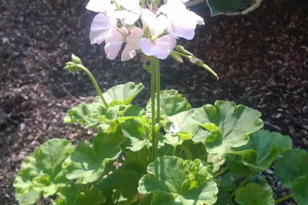 И вновь она! Герань! Пеларгония зональная (Pelargonium x hortorum) Divas Petticoat.