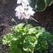 И вновь она! Герань! Пеларгония зональная (Pelargonium x hortorum) Divas Petticoat.