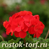 Пеларгония зональная (Pelargonium hortorum F2) Dancer Red, 3 шт
