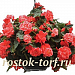 Big pack Бегония клубневая (Begonia tuberosa) On Top Melon Lace, 20 драже