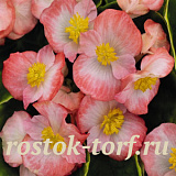 Бегония вечноцветущая (Begonia semperflorens) Ambassador F1 Rose Blush, 10 драже