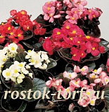 Бегония вечноцветущая (Begonia semperflorens) Senator F1 MIX, 10 драже
