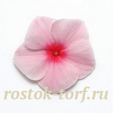 Катарантус розовый ампельный (Vinca rosea) Mediterranean XP Strawberry, 5 семян
