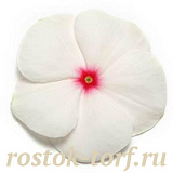 Big pack Катарантус розовый (Vinca rosea) Pacifica – Xp Polka Dot Xp, 30 семян