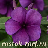Big pack Катарантус розовый (Vinca rosea) Tattoo Blueberry , 30 семян