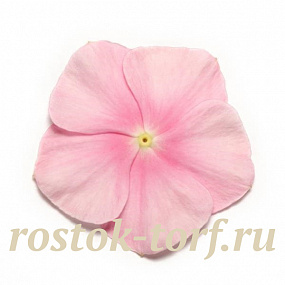 Катарантус розовый (Vinca rosea) Pacifica – Xp Icy Pink, 10 семян