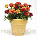 Бархатцы отклоненные (Tagetes patula F1) Strawberry Blonde, 10 очищ. семян