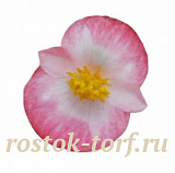 Big pack Бегония вечноцветущая Begonia semperflorens Super Cool Blush, 50 драже