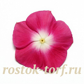 Катарантус розовый (Vinca rosea) Pacifica – Xp Burgundy Halo Xp, 10 семян