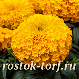 Big pack Бархатцы прямостоячие (Tagetes erecta F1) Big Top Gold, 30 очищ. семян