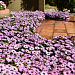 Остеоспермум Эклона (Osteospermum eclonis F1) Akila Lavender Shades, 3 семян