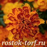 Бархатцы отклоненные (Tagetes patula F1) Bonanza Bolero, 10 шт очищ. семян