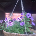 Вербена гибридная(Verbena hybrida) Obsession Twister