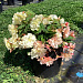 Big pack Бегония клубневая (Begonia tuberhybrida) Nonstop Joy Peaches & Dreams, 30 драже