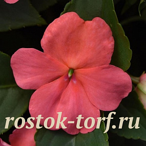 Бальзамин Уоллера (Impatiens walleriana F1) Beacon® Coral, 5 шт