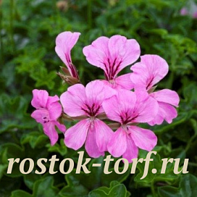 Пеларгония плющелистная (Ivy Leaf Geranium) Reach Out Pink, 3 шт