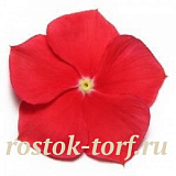 Катарантус розовый (Vinca rosea) Pacifica – Xp Really Red, 10 семян