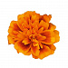 Big pack Бархатцы отклоненные (Tagetes patula F1) Super Hero Orange Bee, 30 очищ.семян