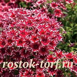 Флокс друммонда (Phlox drummondii) Popstars Red, 5 семян