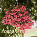 Бегония гибридная (Begonia x hybrida) Funky Pink, 3 драже