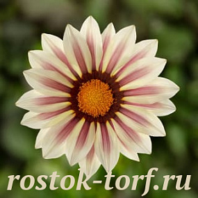Гацания жестковатая (Gazania rigens F1) Kiss White Flame, 5 сем