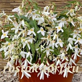 Бегония боливийская (Begonia boliviensis) Santa Barbara, 3 драже