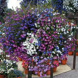 Лобелия еринус ампельная (Lobelia erinus) Regatta MIX, 5 мультидраже