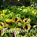 Колеус гибридный (Coleus x hybrida) Premium Shade Kong Jr.™ Lime Vein, 3 драже