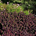 Колеус гибридный (Coleus x hybrida) Premium Sun Dark Chocolate, 3 драже