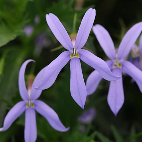 Изотома (Лаурентия) Isotoma Gemini Blue, 5 драже