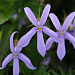 Изотома (Лаурентия) Isotoma Gemini Blue, 5 драже