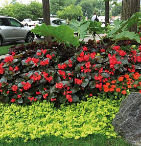 Бегония бенариензис (Begonia x benariensis) Big Red Bronze Leaf, 3 драже