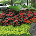Бегония бенариензис (Begonia x benariensis) Big Red Bronze Leaf, 3 драже
