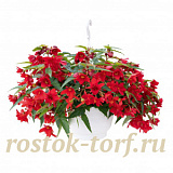 Бегония гибридная (Begonia x hybrida) Funky Red, 3 драже