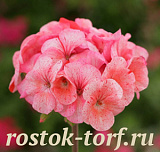 Пеларгония зональная (Pelargonium x hortorum) Divas Raspberry Ripple, 3 шт семян