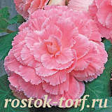 Big pack Бегония клубневая (Begonia tuberosa) Amerihybrid Picotee Lace Pink, 20 драже
