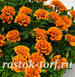 Big pack Бархатцы отклоненные (Tagetes patula F1) Super Hero Orange Bee, 30 очищ.семян