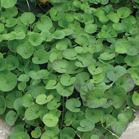 Дихондра ползучая (Dichondra repens) Emerald Falls, 3 шт мультидраже
