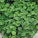 Дихондра ползучая (Dichondra repens) Emerald Falls, 3 шт мультидраже