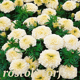 Бархатцы прямостоячие (Tagetes erecta) Kilimanjaro, 10 шт семян