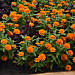 Цинния (Zinnia marylandica) Double Zahara™ Bright Orange, 5 обраб. семян
